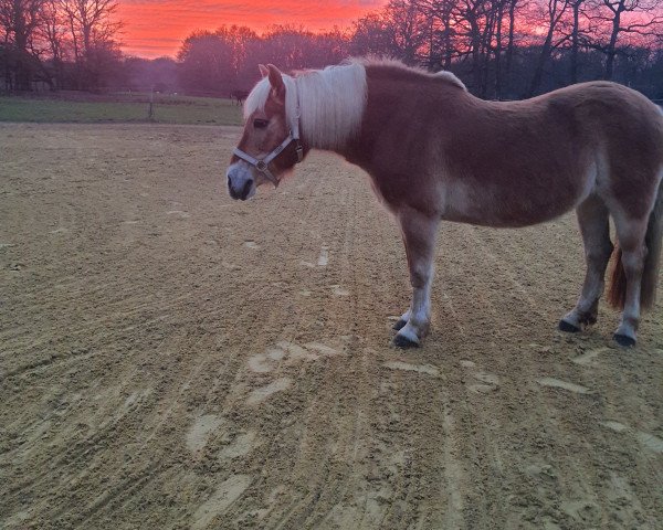 Zuchtstute Nele (Haflinger, 2004, von Napoleon (1,57% ox))