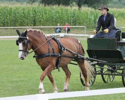 broodmare Musica (Black Forest Horse, 2009, from Vogt)