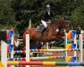 jumper Clinton 86 (German Warmblood, 2008, from Concordio)