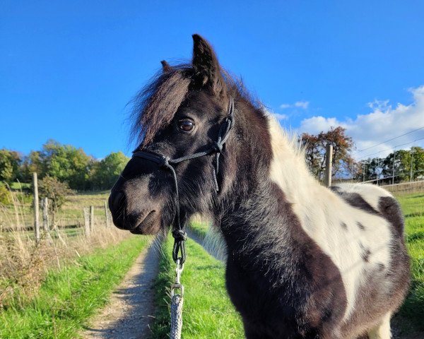 Pferd Bachelor vom Landhof (Shetland Pony (unter 87 cm), 2019, von Braveheart of Dream Fields)
