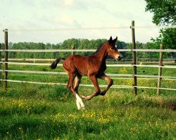 Springpferd C‘est le top du top (Holsteiner, 2022, von Cascadello)