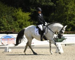 dressage horse Sevillana 10 (Andalusier, 2016)