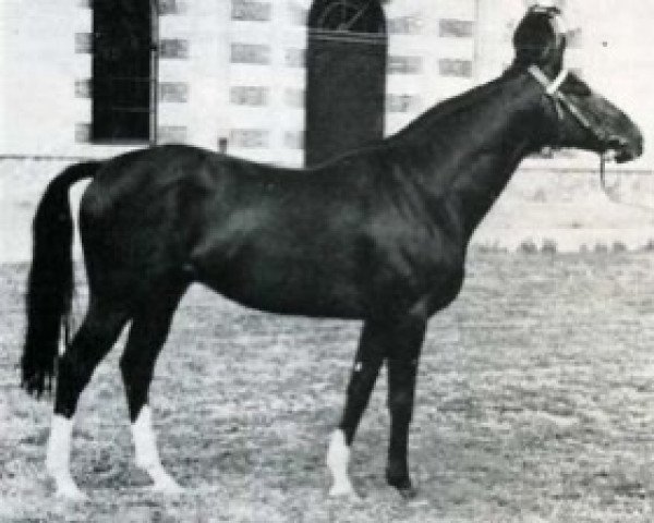 stallion Rolnitz xx (Thoroughbred, 1963, from Le Tyrol xx)