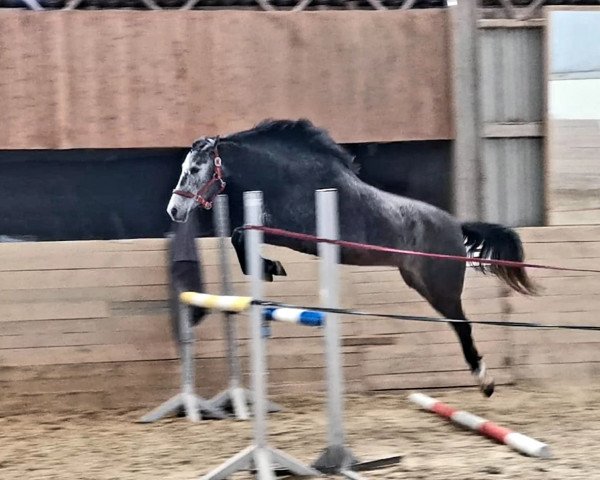 jumper Maquís (Oldenburg show jumper, 2018, from Chacco's Son II)
