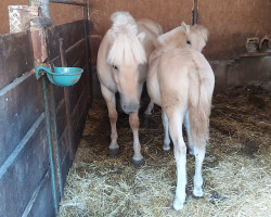 horse Benia (Fjord Horse, 2022, from Charles á Guren)