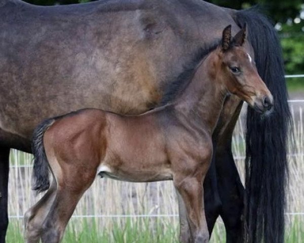 dressage horse Jelani NM (Oldenburg, 2021, from Jameson Rs2)