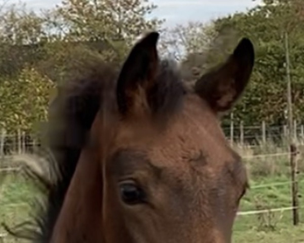 dressage horse Eddisson K (Hanoverian, 2022, from Ellis NRW)