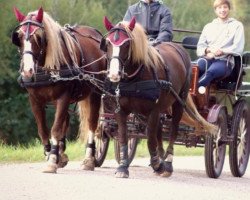 horse Merida (Black Forest Horse, 2017, from Rubin)