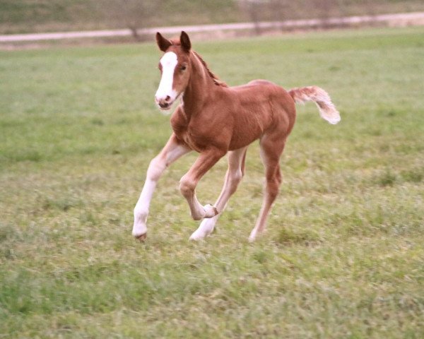 horse Daimler (Black Forest Horse, 2019, from Dachs)