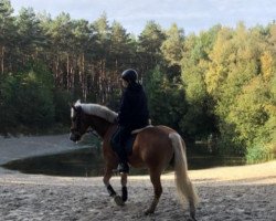 dressage horse Walun 5 (Haflinger, 2013, from World-Dancer)