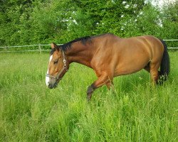 Springpferd Jheronimus (Oldenburger, 2008, von Junior Mariner)