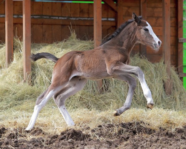 jumper Erubino LC (Oldenburg show jumper, 2023, from Esmeraldo FM)