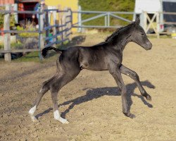 Dressurpferd DarkStar LC (Oldenburger, 2023, von Donier)