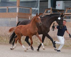 Pferd Doomsday LC (Oldenburger, 2022, von Donier)