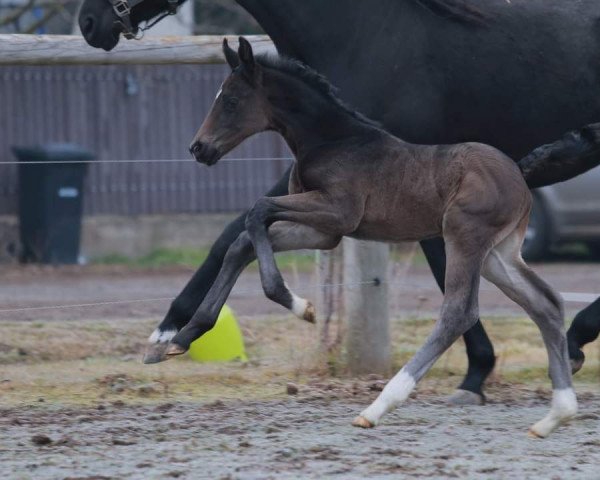 dressage horse Eddie Brock LC (Oldenburg, 2020, from Escamillo)