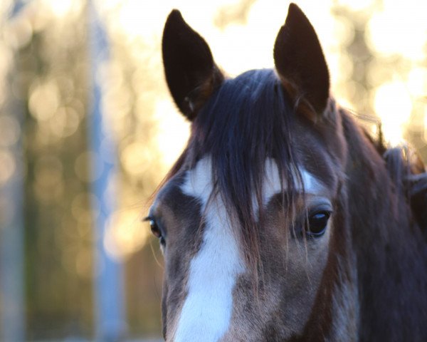 broodmare Reitland's feines Gold (German Riding Pony, 2020, from Reitland's Du oder Keiner)