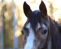 Pferd Reitland's feines Gold (Deutsches Reitpony, 2020, von Reitland's Du oder Keiner)