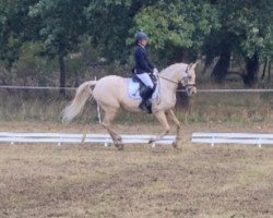 dressage horse Reitlands Brightness Beauty (Deutsches Reitpony, 2014, from Jonker's Socrates)