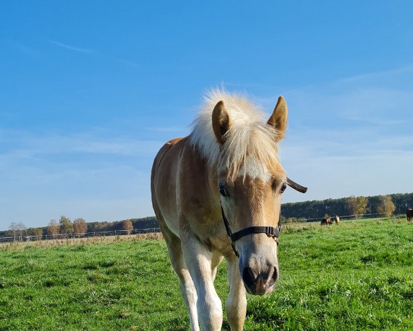 Pferd Norbert (Haflinger, 2022, von Nanouk-B)