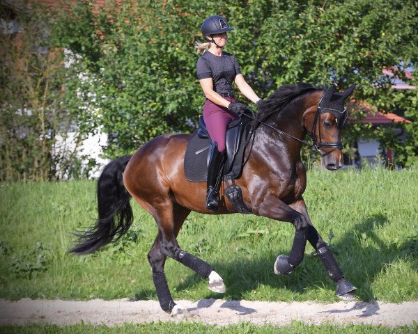 dressage horse Jeversche Prinzessin R (Oldenburg, 2016, from Bon Coeur)