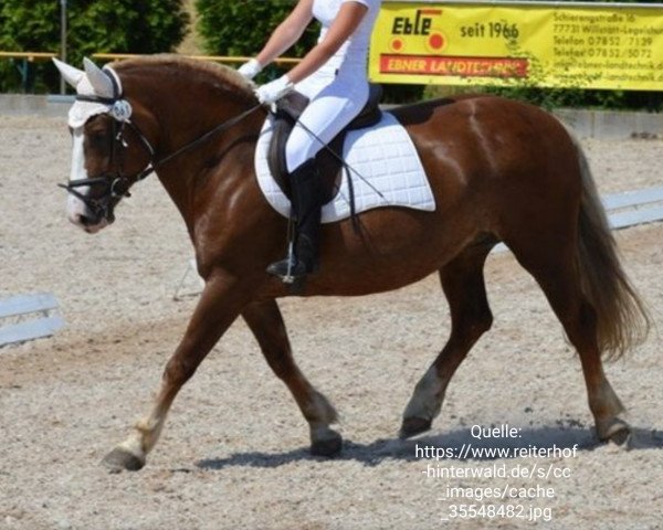 broodmare Melodie (Black Forest Horse, 2005, from Feldsee)