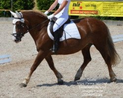 broodmare Melodie (Black Forest Horse, 2005, from Feldsee)