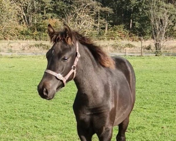 Zuchtstute Fazio DEquiC (New-Forest-Pony, 2022, von El Diego des Etoiles)