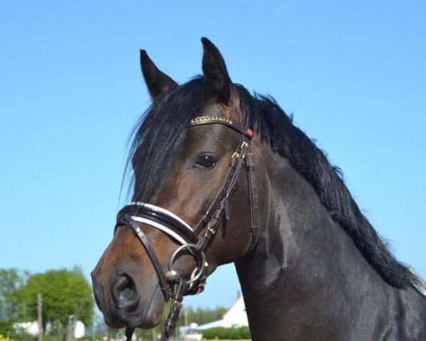 dressage horse RM D-Fender (German Riding Pony, 2017, from D-Day AT)