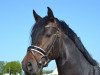 dressage horse D-Fender (German Riding Pony, 2017, from D-Day AT)