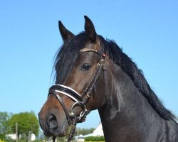 Dressurpferd D-Fender (Deutsches Reitpony, 2017, von D-Day AT)