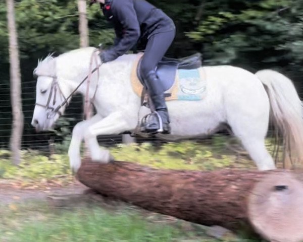 horse Nanni 117 (German Classic Pony, 2009)