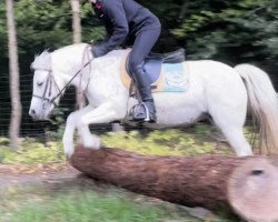 Pferd Nanni 117 (Deutsches Classic Pony, 2009)