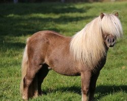 Deckhengst Greylight B (Shetland Pony (unter 87 cm), 2012, von Gustav B)