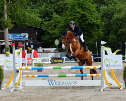 jumper Lord Calando 6 (Zangersheide riding horse, 2013, from Lord Chin)