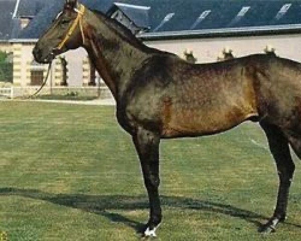 stallion Guile Rock xx (Thoroughbred, 1982, from Native Guile xx)