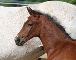 jumper Baloucento S (Oldenburg show jumper, 2022, from Balou Star)