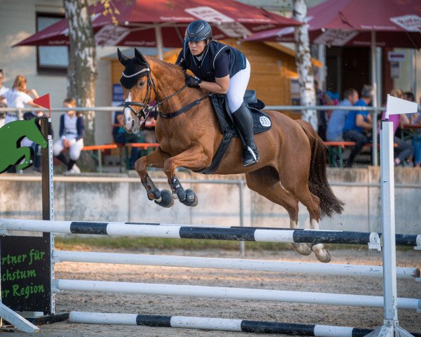 Springpferd Luna Ds (Oldenburger, 2010, von Quattro B)