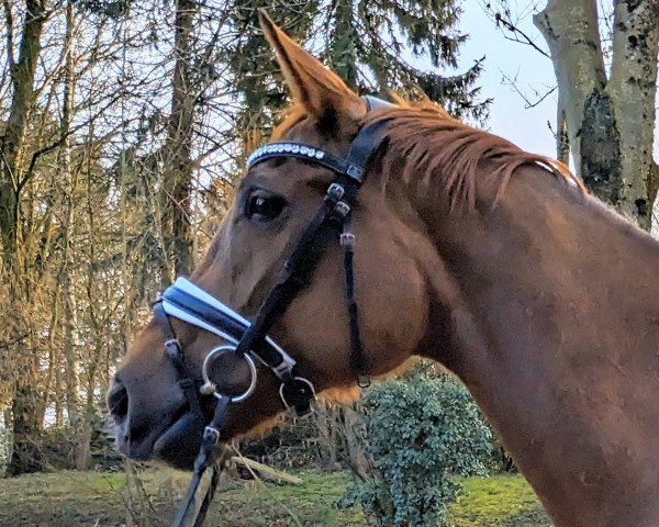 dressage horse Daiquiri 143 (Hanoverian, 2018, from Dankeschön)