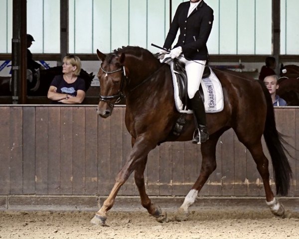dressage horse Sydney BS (Oldenburg, 2010, from Sir Donnerhall II OLD)