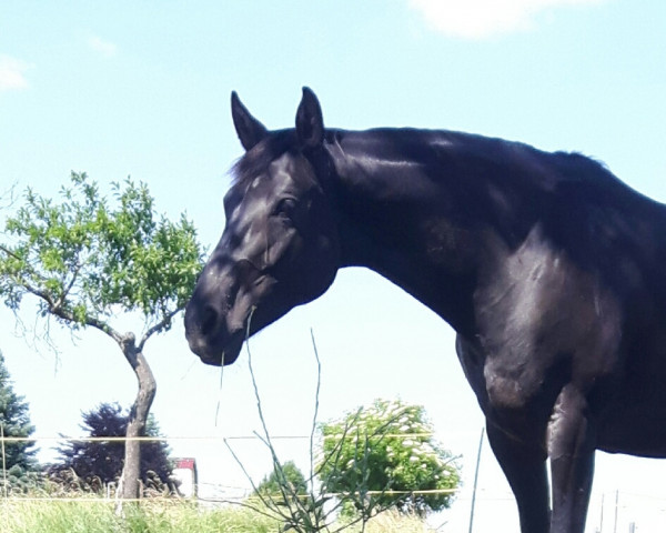 dressage horse Ivette 16 (Hanoverian, 2014, from Istagram)