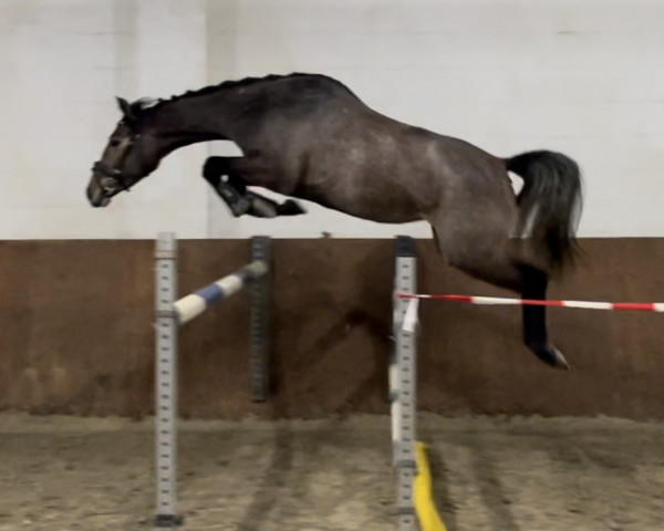 jumper Cherry Blue 4 (Oldenburg show jumper, 2020, from Chacfly PS)