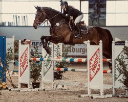 jumper Macgyver B (KWPN (Royal Dutch Sporthorse), 2017, from Diarado)