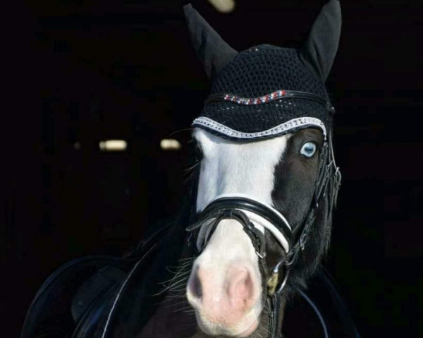 Dressurpferd Captain Keks (Welsh-Cob (Sek. D), 2014, von Fronarth Cenadwr)