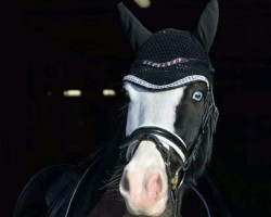 dressage horse Captain Keks (Welsh-Cob (Sek. D), 2014, from Fronarth Cenadwr)