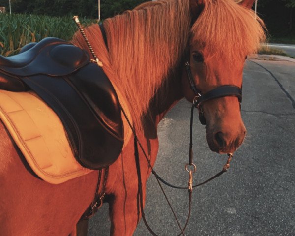 broodmare Náma von Etzenberg (Iceland Horse, 2007, from Dagfari vom Lipperthof)