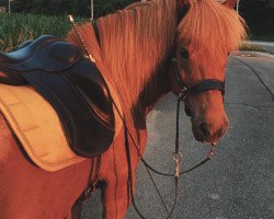 broodmare Náma von Etzenberg (Iceland Horse, 2007, from Dagfari vom Lipperthof)