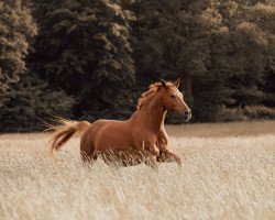 horse Abendrot (Trakehner, 2013, from Mendelsohn)