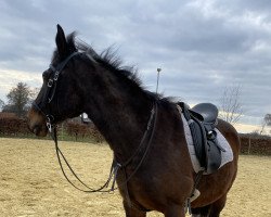 dressage horse Brownie 30 (unknown, 2002)