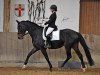 dressage horse Rosalie 298 (Hanoverian, 2017, from Bmc Roman Nature)