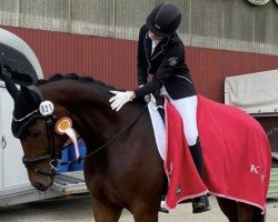 dressage horse Facility 6 (Hanoverian, 2014, from Tannenhof's Fahrenheit)